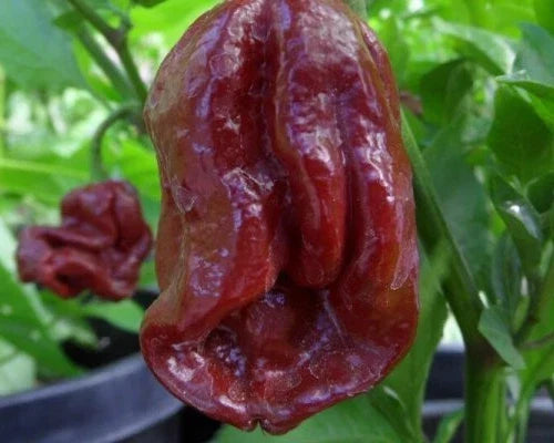 7-Pot Douglah Pepper Seeds - 15 Capsicum chinense Super-Hot Seeds for Spicy Cooking & Gardening