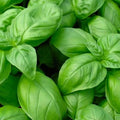 Genovese Basil Seeds - Non-GMO Heirloom Culinary Herb Seeds for Home Garden - Ocimum basilicum
