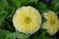 Zinnia Seeds Pack 100+ Magellan Ivory Variety Garden Flower Zinnia elegans for Borders & Cut Flowers