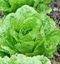 Organic Paris Island Cos Romain Lettuce Seeds - Non-GMO, Container-Friendly, Fast-Growing Lactuca sativa for Spring & Fall Gardens