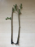 Goji Berry Live Plant - 2 Bare Root Cuttings - Lycium barbarum, Nutrient-Rich Berries, Easy to Grow, Ready to Plant