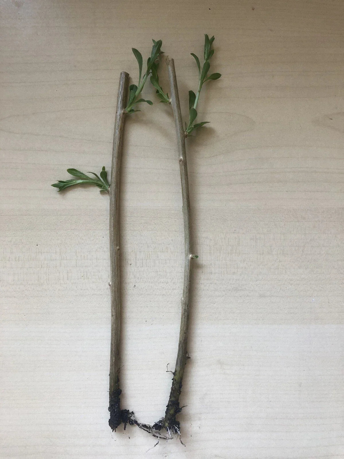 Goji Berry Live Plant - 2 Bare Root Cuttings - Lycium barbarum, Nutrient-Rich Berries, Easy to Grow, Ready to Plant