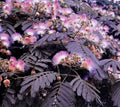 Chocolate Mimosa Tree Seeds - Albizia julibrissin - 10 Pack for Summer Planting, Feathery Foliage, Drought Tolerant, Fast-Growing Garden Tree