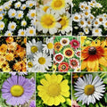 Daisy Flower Seed Mix - 500+ Seeds for Hummingbird Attraction - Bellis perennis - Full Sun Pollinator Garden