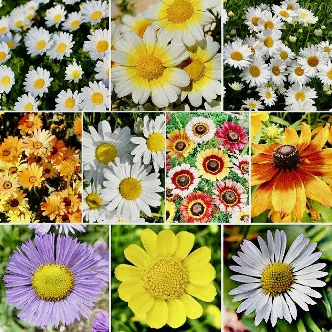 Daisy Flower Seed Mix - 500+ Seeds for Hummingbird Attraction - Bellis perennis - Full Sun Pollinator Garden