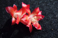 Christmas Cactus Starter Plant - Carmesim Brazil Schlumbergera Truncata - Indoor, Well-Rooted, Holiday Blooming Plant