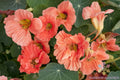 Nasturtium Seeds - 50+ Salmon Mousse Variety - Edible Flowers for Garden Planting - Tropaeolum majus Seed Pack