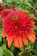 Double Orange Coneflower Seeds - Echinacea purpurea - Perennial Flowers for Gardens & Pollinators - 50 Pack