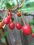 Goumi Cuttings - Edible Red Fruit Plants - Nitrogen Fixing Permaculture Shrubs - Elaeagnus multiflora, 4 Pack
