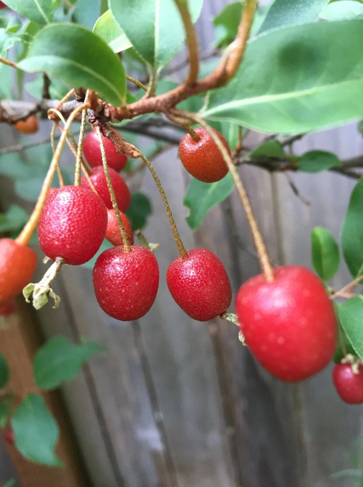 Goumi Cuttings - Edible Red Fruit Plants - Nitrogen Fixing Permaculture Shrubs - Elaeagnus multiflora, 4 Pack