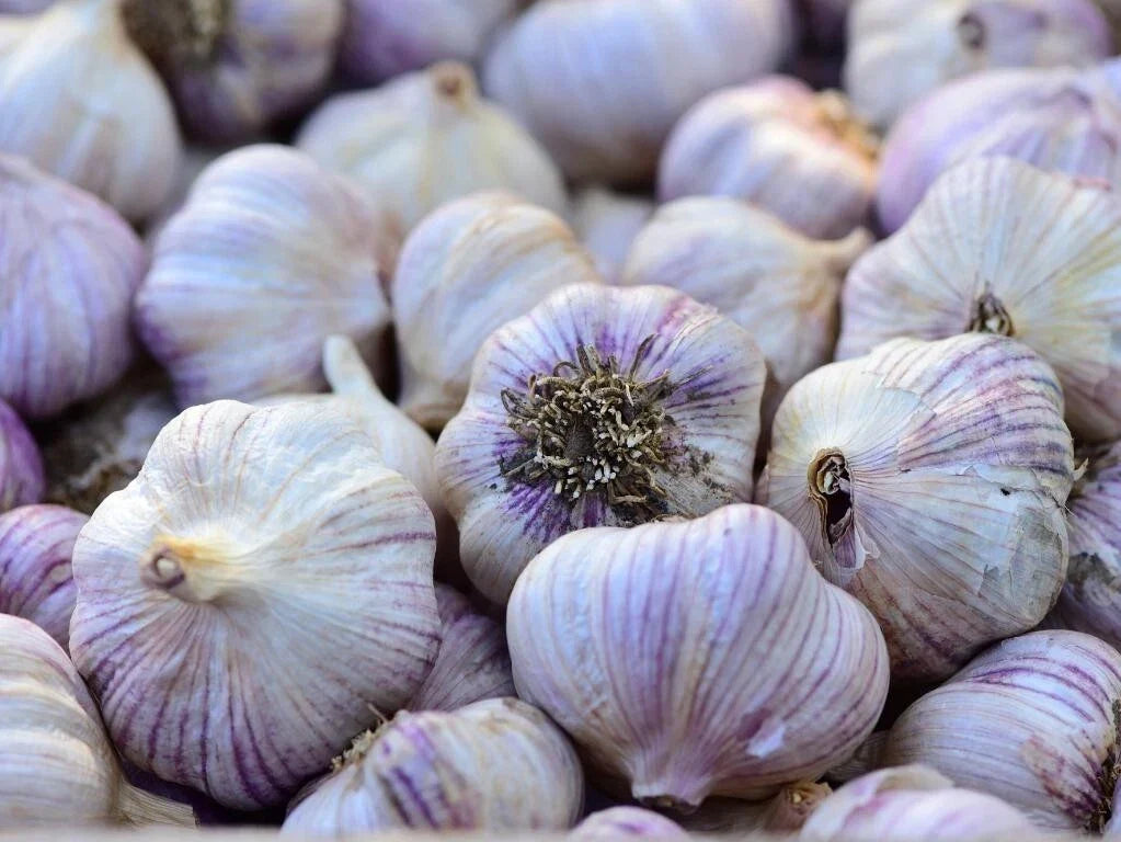 Siberian Garlic Bulbs - Organic Allium sativum for Cooking & Planting - Whole Garlic Bulbs