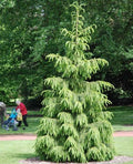 Himalayan Spruce Tree Seeds - Picea smithiana - Weeping Evergreen Bonsai Seeds for Garden & Indoor Cultivation