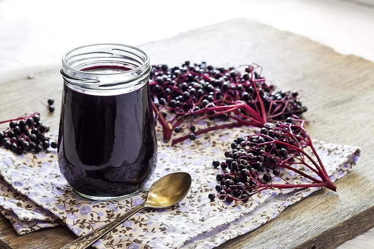 Elderberry Cuttings - 50 Black Bearing Sambucus nigra Propagation Material for Growing Plants