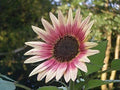 Indian Blanket Sunflower Seeds - 25 Pack, Gaillardia pulchella, Vibrant Red and Yellow Blooms, Attracts Pollinators, Full Sun, Easy to Grow