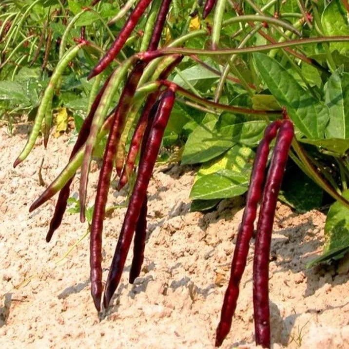 Mississippi Pinkeye II Purplehull Cowpea Seeds - Organic Vigna unguiculata, 50+ Seeds for 2025 Planting, Bush-Type, High-Yield, Disease-Resistant