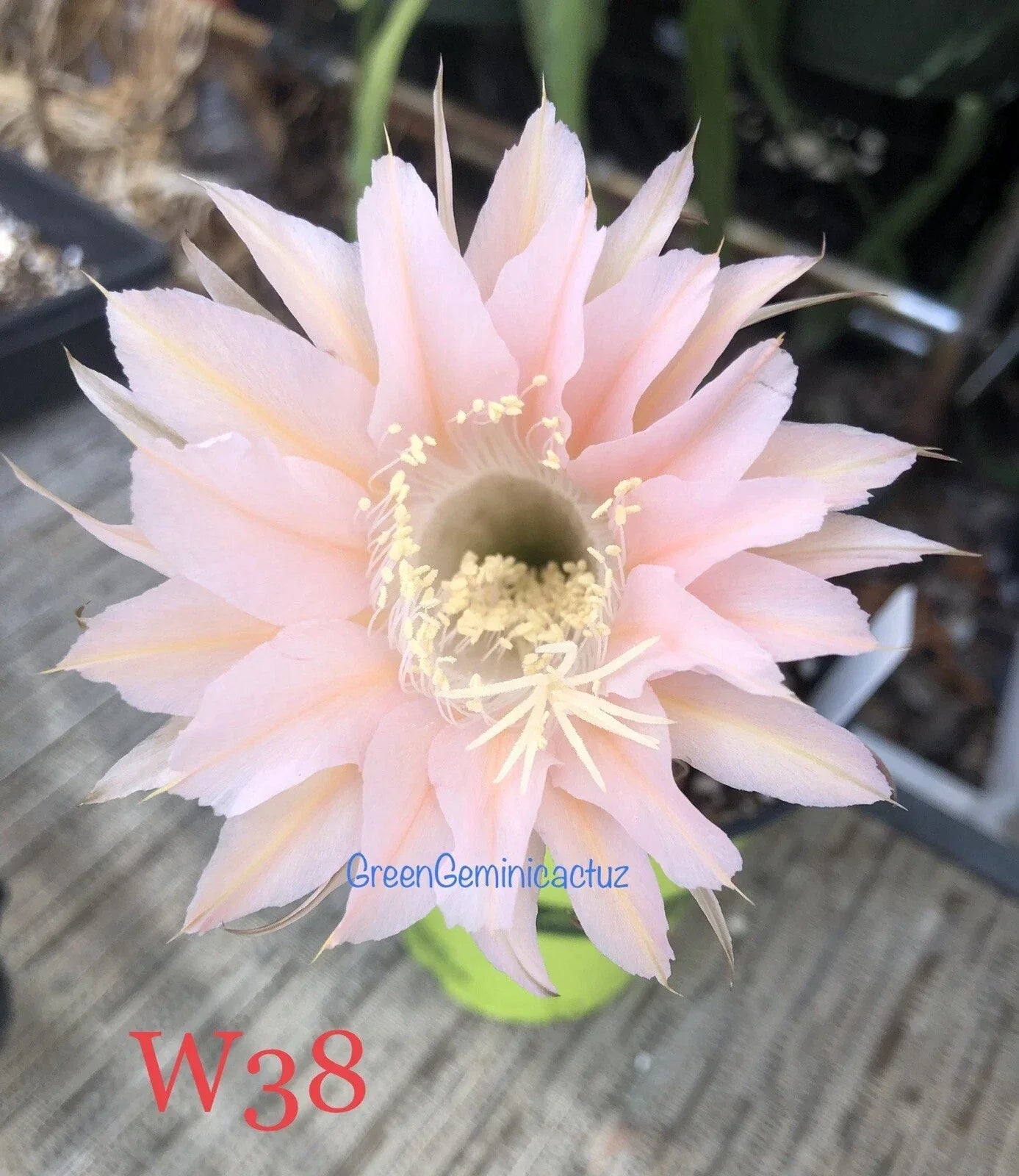 Echinopsis Hybrid Cactus Plants - Rooted Succulents for Indoor Gardening - Fragrant, Drought-Tolerant, Vibrant Blooms