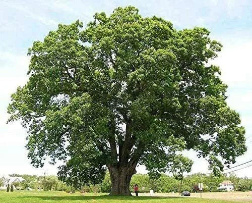 Black Willow Tree Cuttings - 6 Pieces, Salix nigra, Fast-Growing Shade & Privacy Plant