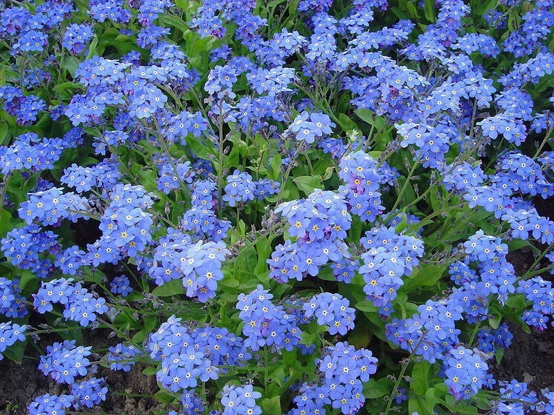 Forget Me Not Seeds - Myosotis Victoria Indigo Blue - Pack of 50 Fresh Seeds for Gardens & Containers