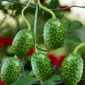 West Indian Gherkin Cucumber Seeds - Heirloom Cucumis Anguria Burr for Pickling & Salads, 20 Non-GMO Seeds