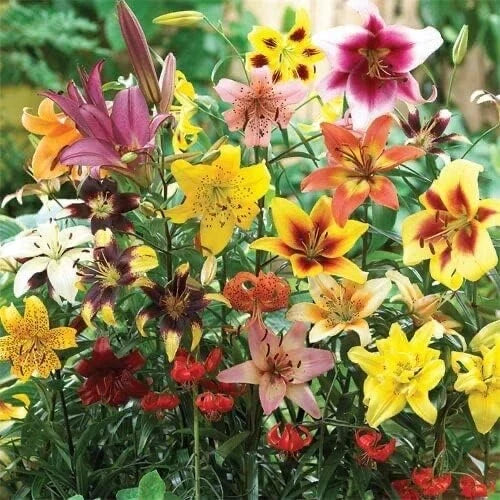 All Summer Lily Bulb Mix - Oriental, Tiger, Asiatic, Trumpet Lilies for Planting - Lilium spp.