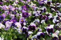 Delta Beaconsfield Pansy Seeds - Viola x wittrockiana, Blue & Purple, Annual Flower Seeds, 200+ Pack for Garden Beds & Containers
