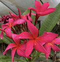 Rooted Plumeria Cutting Fuchsia Queen - 18" Tropical Plant with 2 Tips