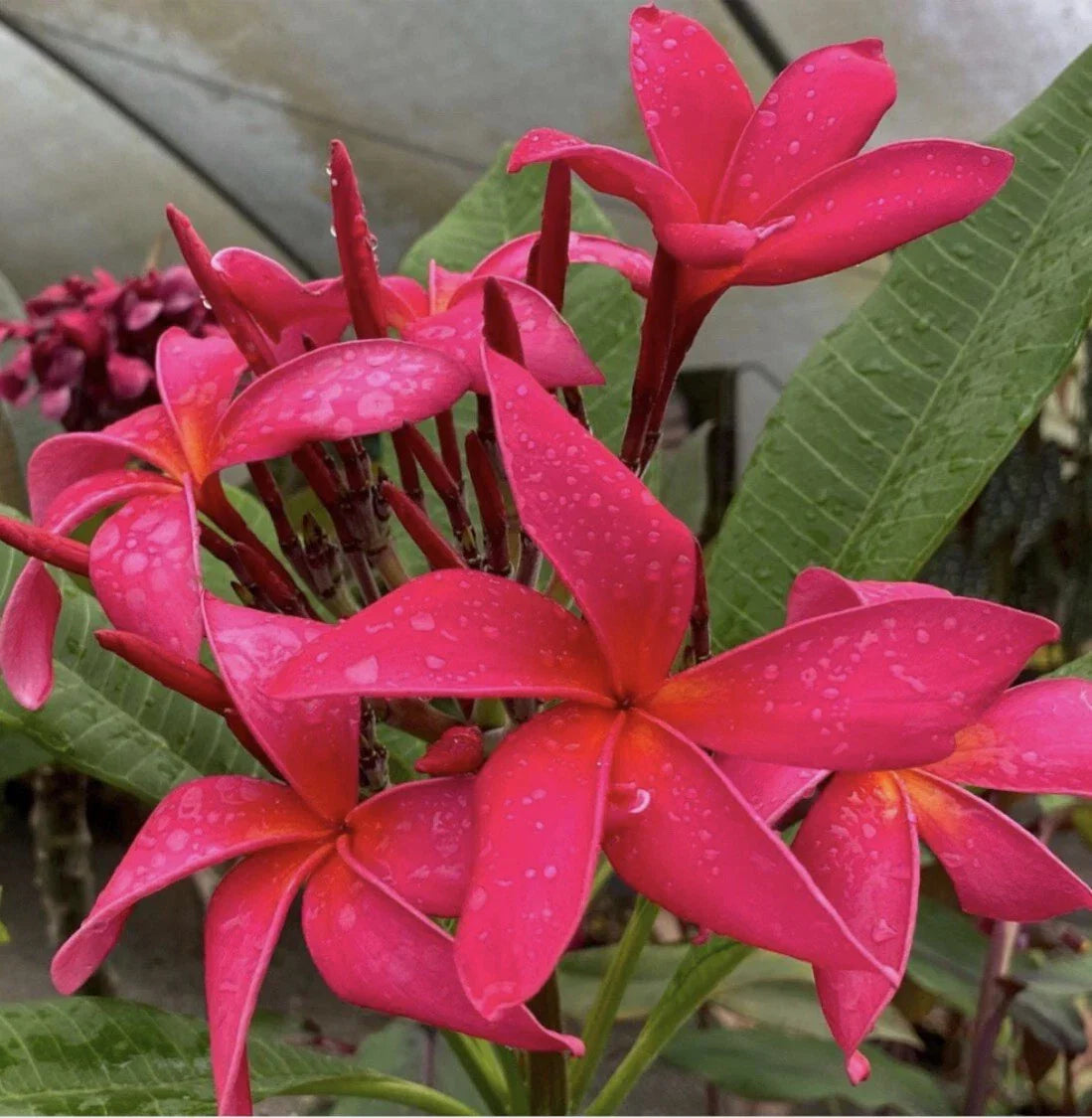 Rooted Plumeria Cutting Fuchsia Queen - 18" Tropical Plant with 2 Tips