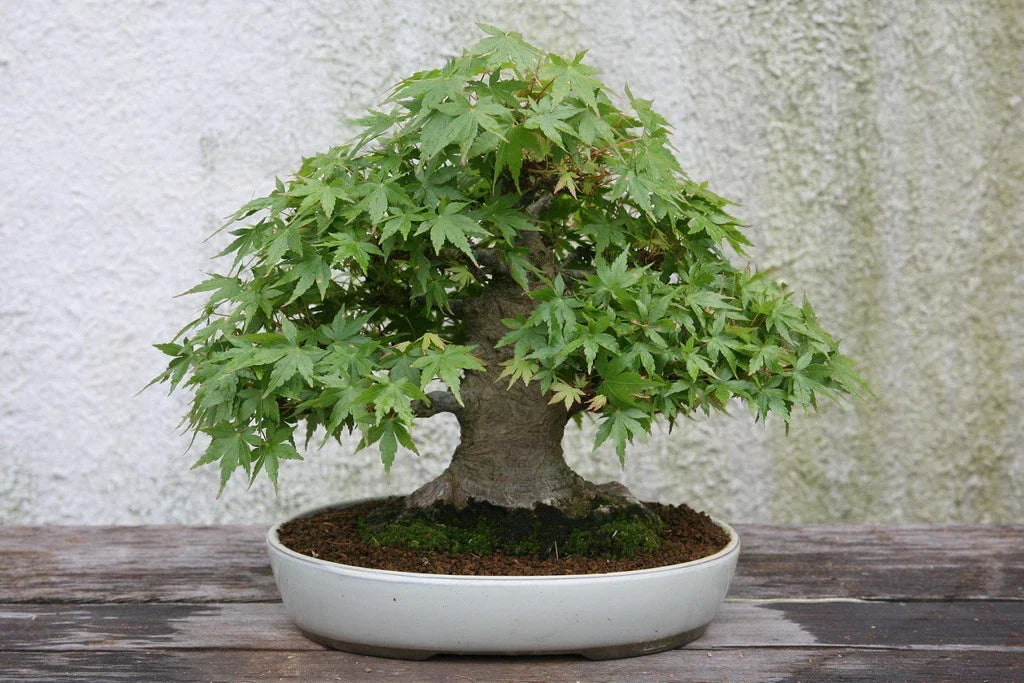 Japanese Maple Tree Seeds - Acer palmatum - Ornamental Shrub for Garden, Landscape, Container Planting, 25 Seeds