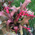 Billbergia Pink Champagne Bromeliad Tropical Plant – Vibrant Pink and Green Foliage, Indoor/Outdoor Houseplant