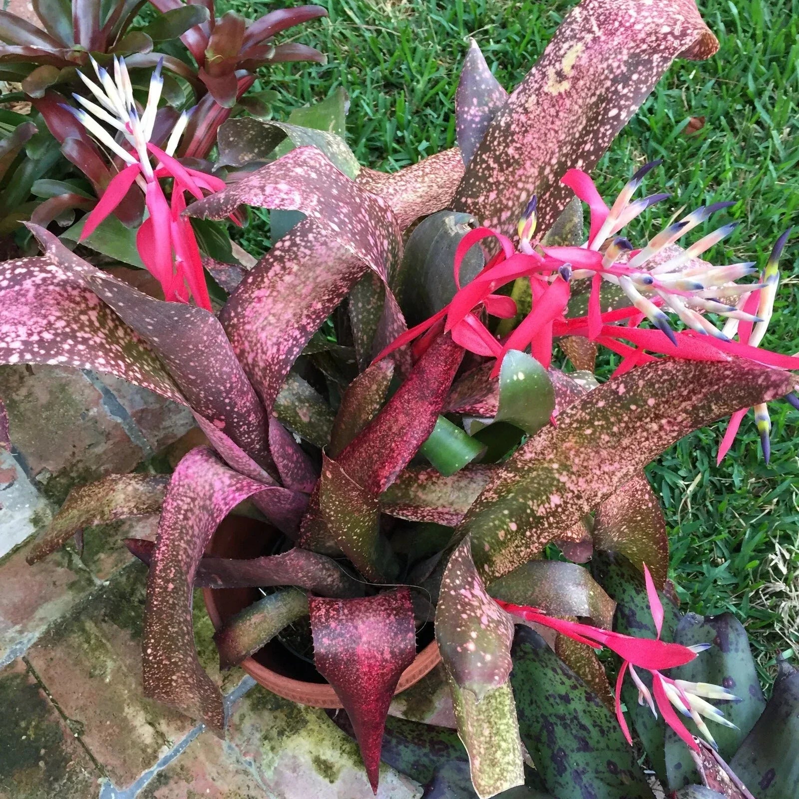 Billbergia Pink Champagne Bromeliad Tropical Plant – Vibrant Pink and Green Foliage, Indoor/Outdoor Houseplant