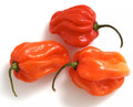 Red Tobago Scotch Bonnet Hot Pepper Seeds – 20 Premium Capsicum chinense Seeds for Growing Spicy Peppers