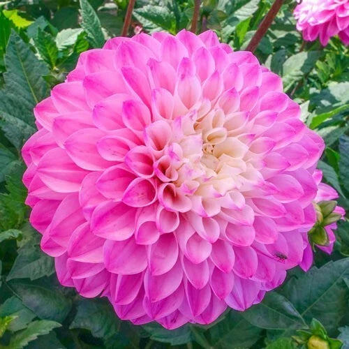 Princess Gracias Dahlia Seeds - Perennial Flower Seeds for Vibrant Pink, Red & Orange Blooms - Dahlia pinnata, 25 Seeds