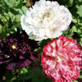 Poppy Seeds Antique Shades Mix – Non-GMO Papaver somniferum Flower Seeds, Frilly Blooms, 500 Seeds