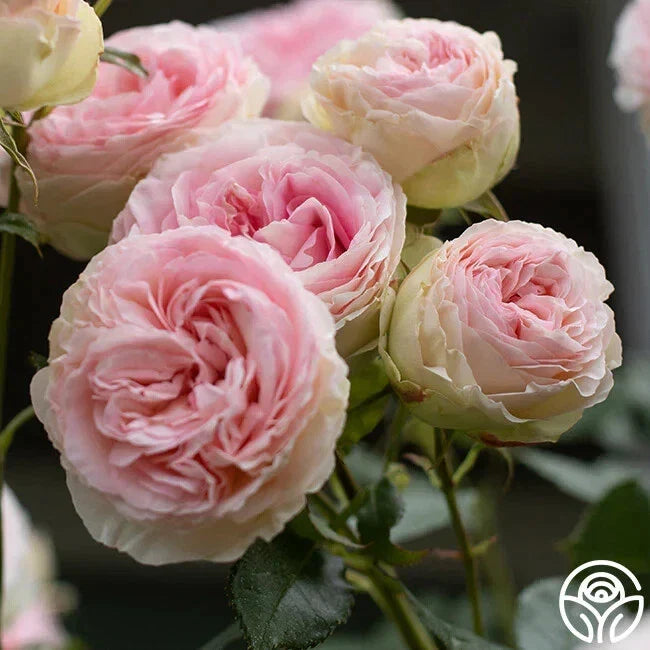 Eden Pink Climber Rose Cuttings 5-8" Unrooted Fresh Live Plant Rosa 'Eden' Climbing