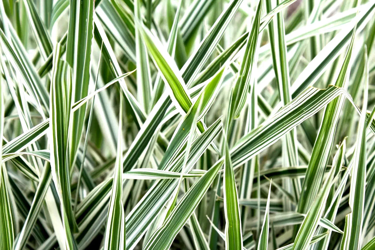 Ribbon Grass Plants - 10 Strawberry & Cream Root Divisions - Hardy Ground Cover