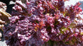 Lettuce Seeds - Flame Variety - Organic Lactuca sativa for Home Gardening, Salad, Container Planting