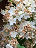 Arrow Wood Viburnum Seeds - Viburnum dentatum Native Shrub for Wildlife Gardens and Hedges