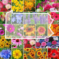 Pennsylvania Wildflower Seed Mix - Native Perennials & Annuals, Non-GMO Seeds for Pollinator Gardens, 1000 Seeds, Eco-Friendly Planting