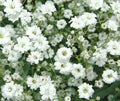 Baby's Breath Seeds 1000+ Gypsophila paniculata White Flower Annual Garden Seeds