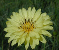 Organic False Dandelion Herb Seeds 50+ Hypochaeris radicata Non-GMO Heirloom Wildflower Seeds