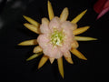 Epiphyllum Orchid Cactus Cutting - Autumn Pink Variety - Epiphyllum spp. Indoor Plant Propagation