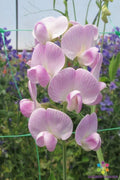 Lathyrus latifolius 'Blushing Bride' Sweet Pea Seeds – Perennial Climbing Flower Seeds for Garden, Fragrant Pink Blooms, 50+ Seeds