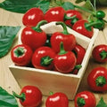Large Red Cherry Hot Pepper Seeds – Capsicum annuum – 3,000-5,000 Scoville Heat Units – 200+ Seeds for Spicy Garden
