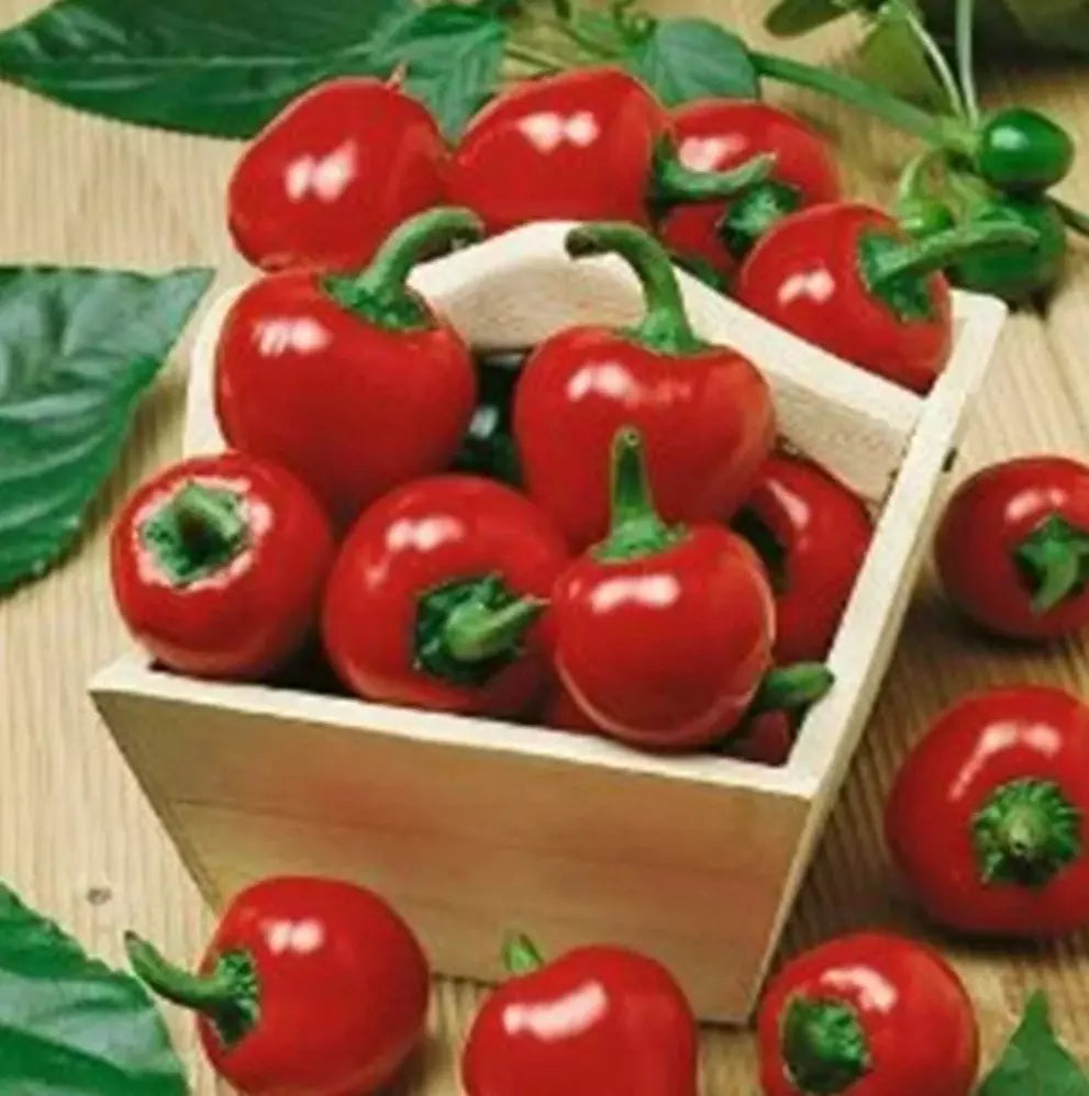 Large Red Cherry Hot Pepper Seeds – Capsicum annuum – 3,000-5,000 Scoville Heat Units – 200+ Seeds for Spicy Garden