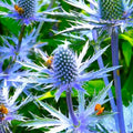 Sea Holly Seeds - Blue Thistle Eryngium Planum - Perennial Flower Seeds for Gardens, Pollinator Attractant, Drought Tolerant, 2025 Fast Shipping