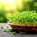 Alfalfa Seeds for Microgreens & Cover Crops - 3000+ Heirloom Medicago sativa Seeds