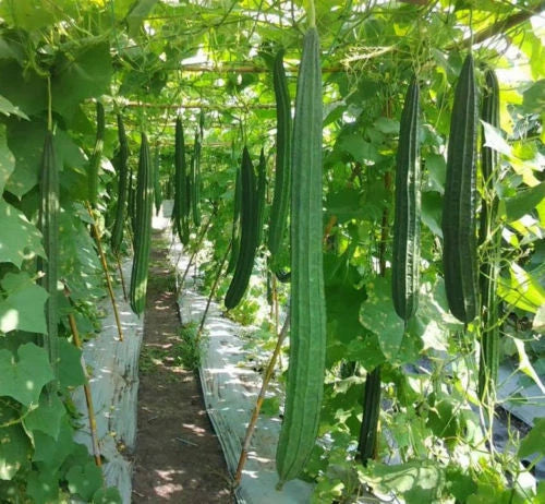 Luffa Gourd Seeds - Ridged Loofah Sponge, Chinese Okra, Angled Luffa (Luffa acutangula) - Pack of 10+ Seeds