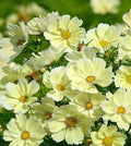 Xanthos Cosmos Seeds - 200+ Pack, Bright Yellow Flowers, Cosmos bipinnatus, Annual Garden Seeds for Borders & Containers