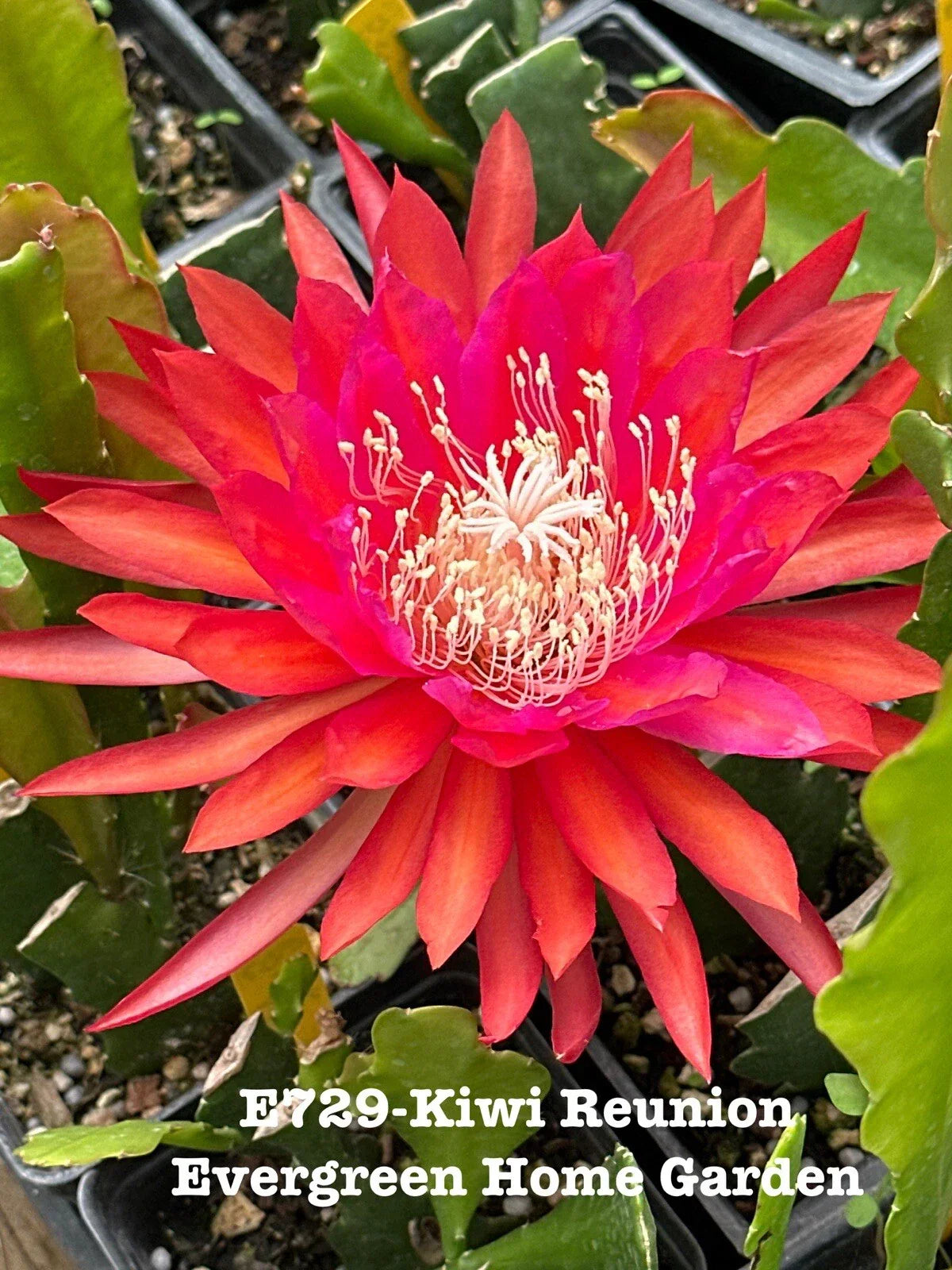 Epiphyllum Orchid Cactus "Kiwi Reunion" Rooted Plant in 4" Pot, Tropical Houseplant, Epiphyllum spp.