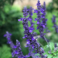 Salvia Seeds - Playin' the Blues Perennial Flower Seeds, Vibrant Blue Blooms, Salvia guaranitica, 50 Pack